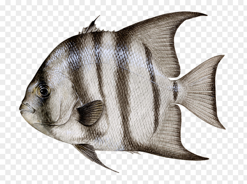 Dead Fish Atlantic Spadefish Ephippidae Bonito Northern Red Snapper Black Drum PNG