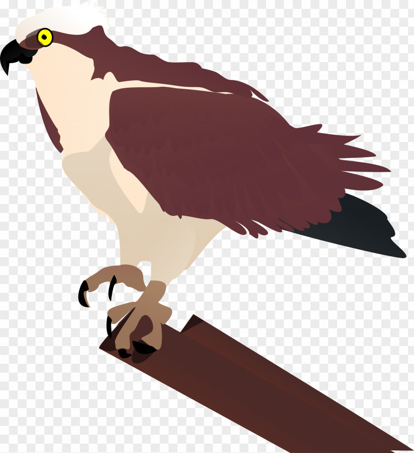 Flying Bird Seahawk Clip Art PNG
