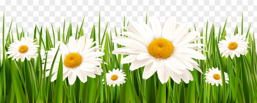 Grass And White Flowers Clipart Clover Flower Grasses Lawn PNG