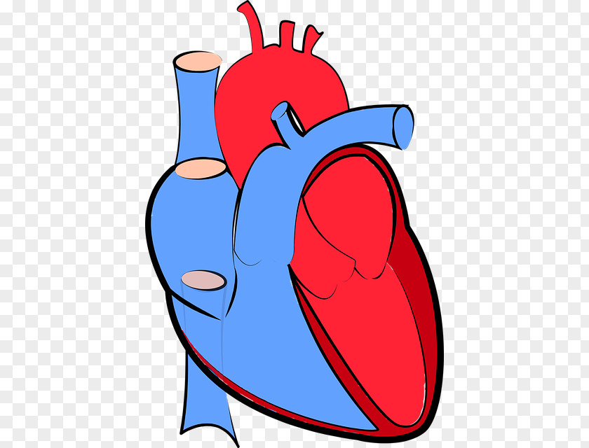 Heart Failure Cliparts Hemodynamics Cardiology Artery PNG