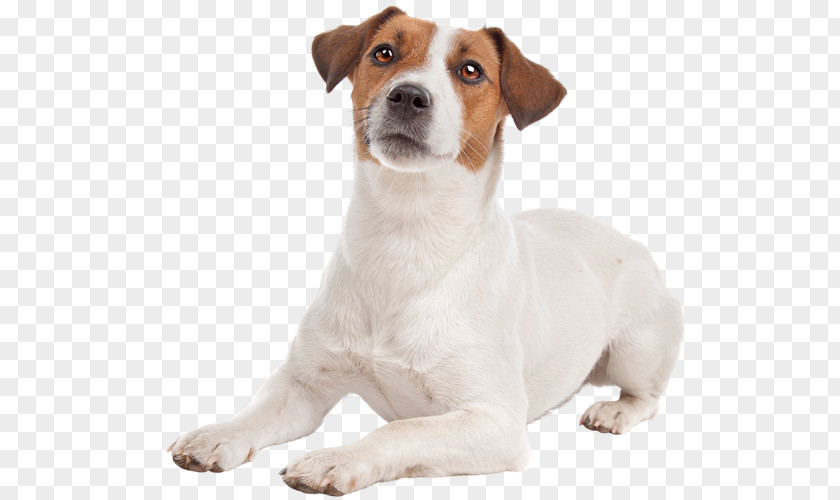 Jack Russel Russell Terrier Parson Bedlington Smooth Fox Cairn PNG