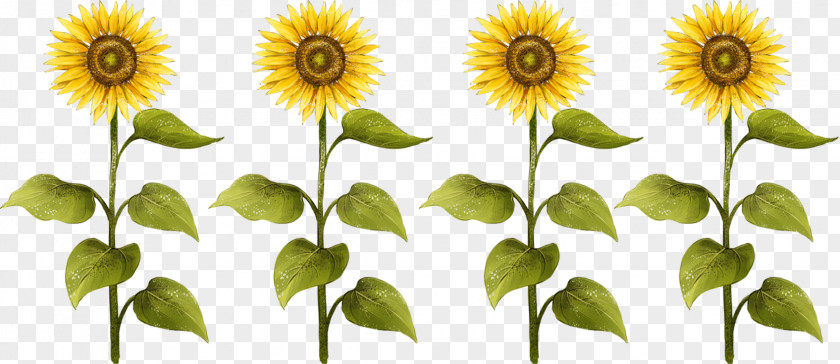 Sunflower Common Seed Drawing PNG