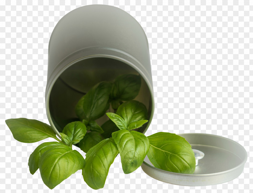 Basil Leaf Pot PNG