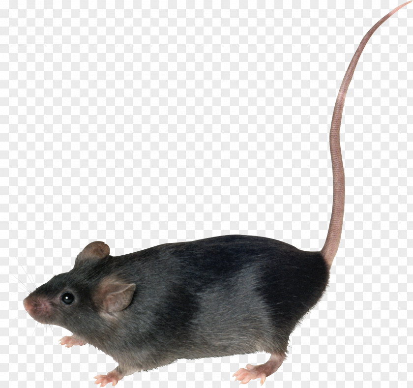 Could Mouse Brown Rat Murids PNG