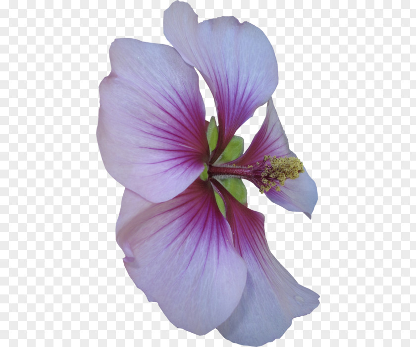 Flower Common Hibiscus Shoeblackplant Roselle PNG