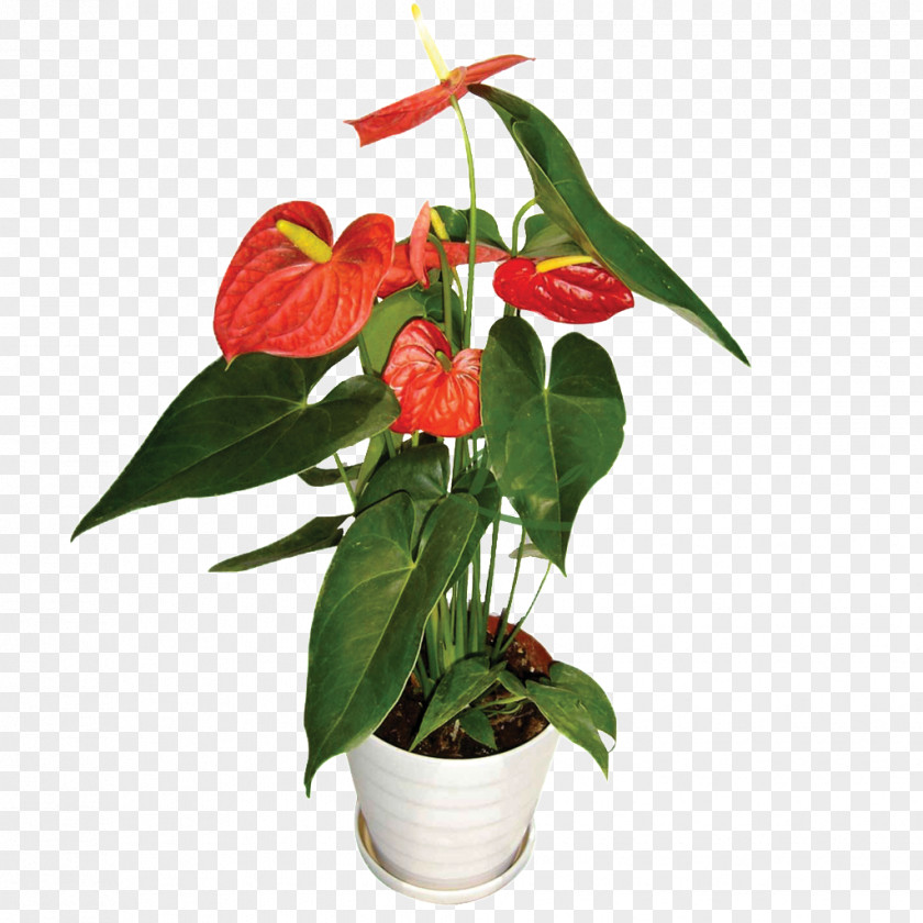 Flower Pot Flowerpot Image Ceramic Plants Penjing PNG