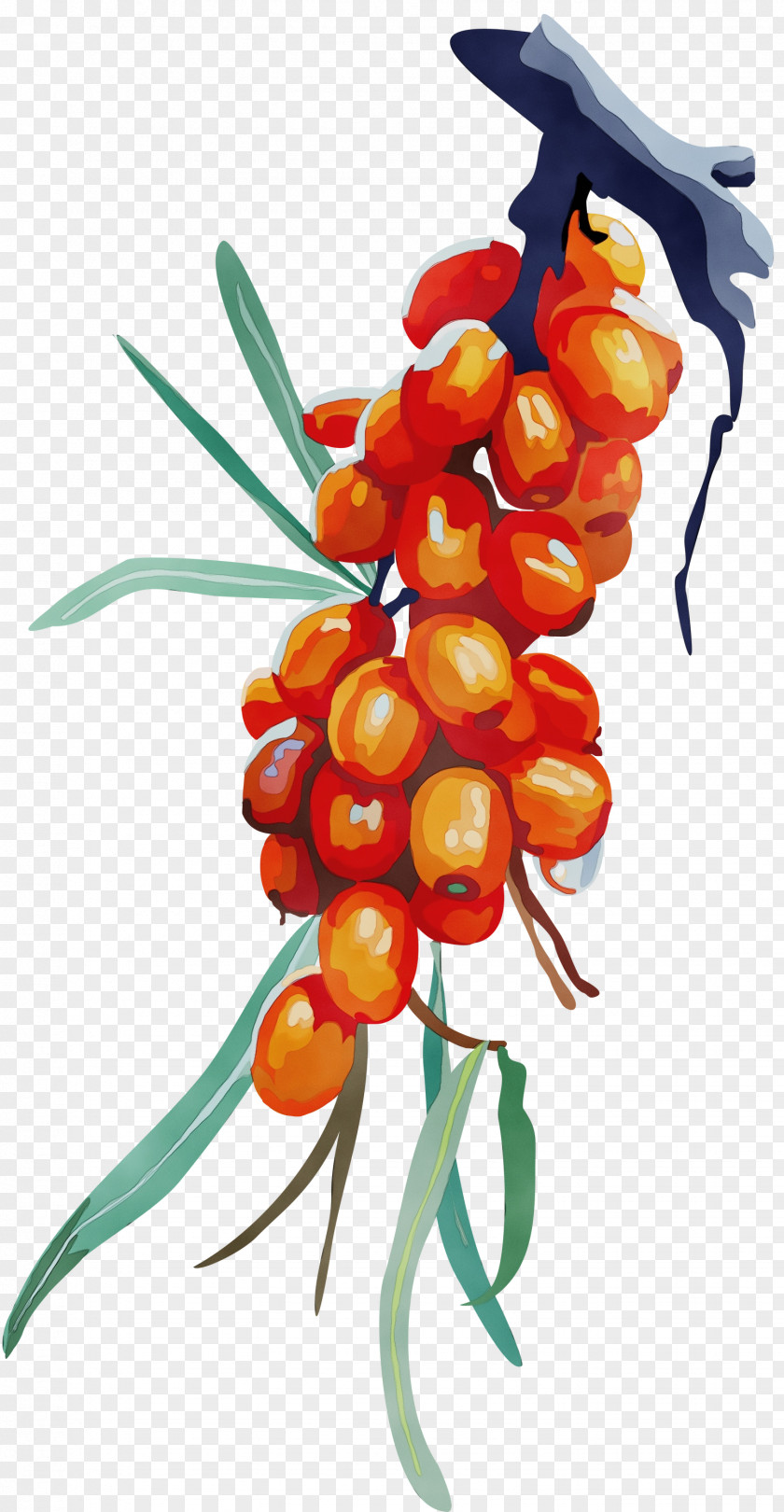 Flowering Plant Hippophae Flower PNG