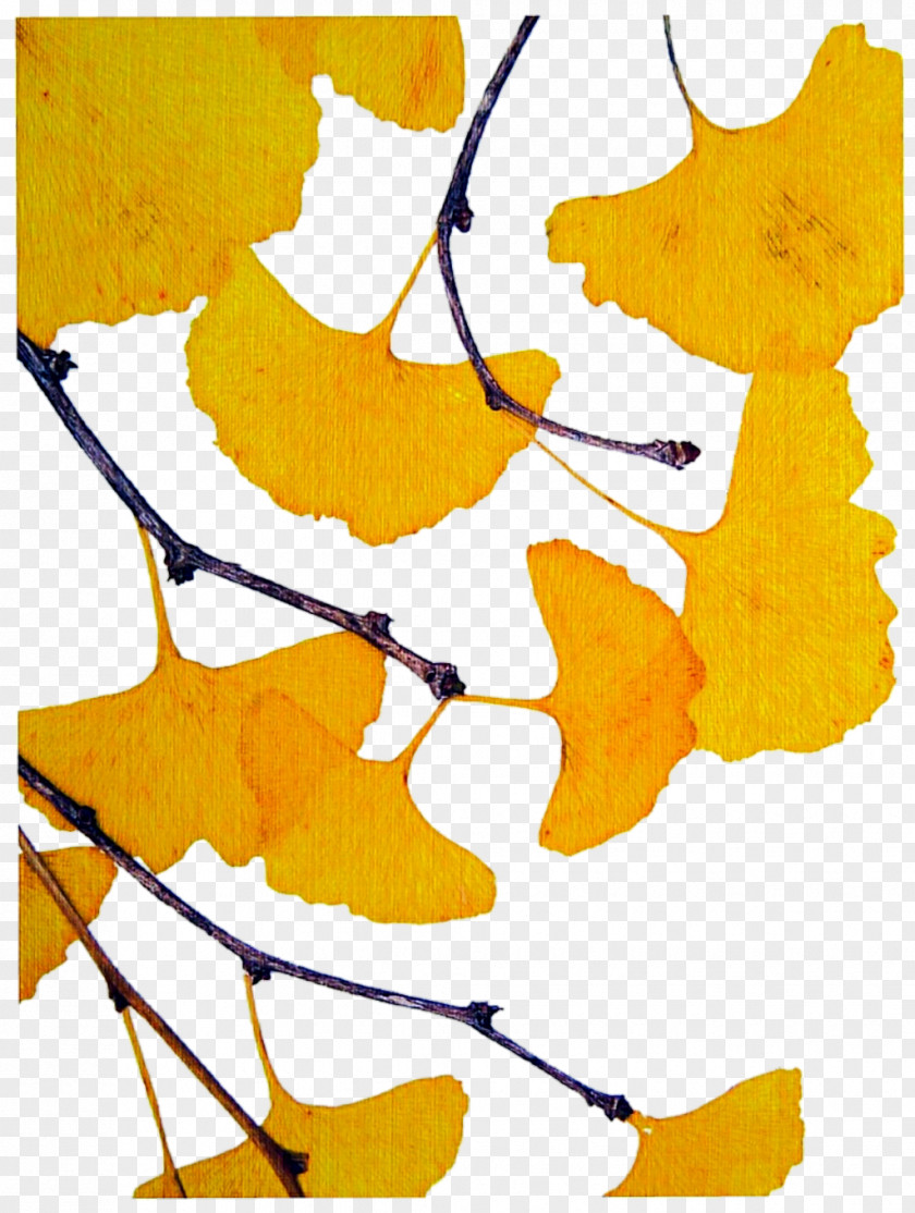 Ginkgo Biloba Tree Drawing Clip Art PNG