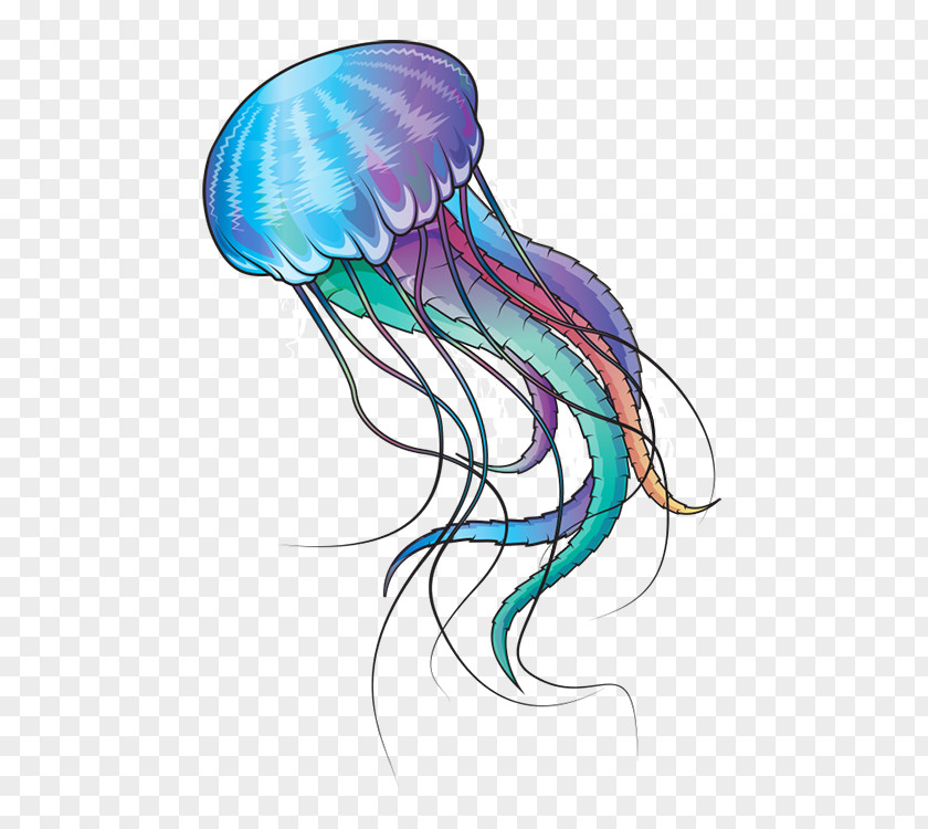 Jelly Blue Jellyfish Marine Invertebrates Ocean PNG