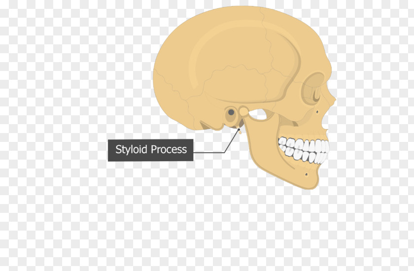 Skull Tympanic Part Of The Temporal Bone Mastoid Petrous PNG