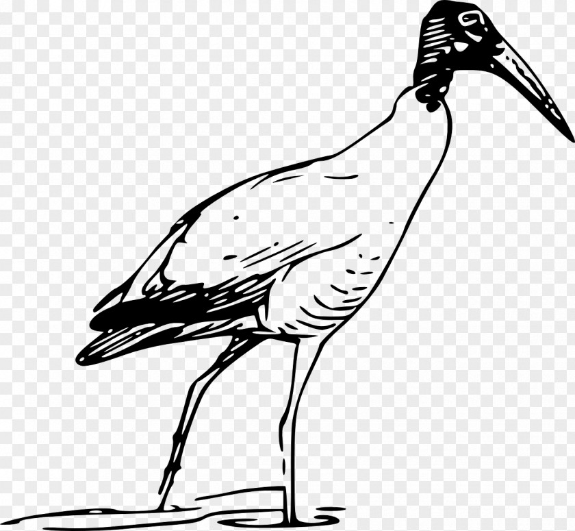 Bird Scarlet Ibis Clip Art PNG