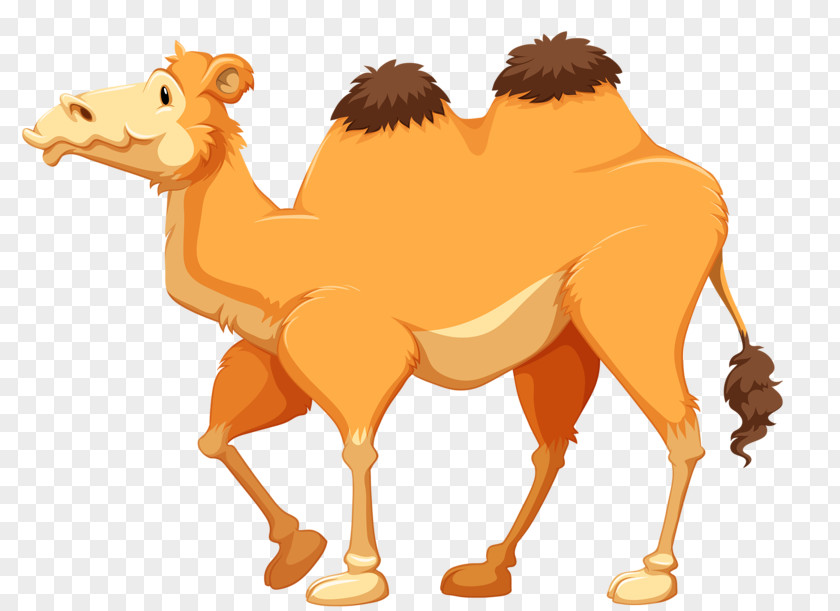 Camel Cartoon Stock Photography Clip Art PNG