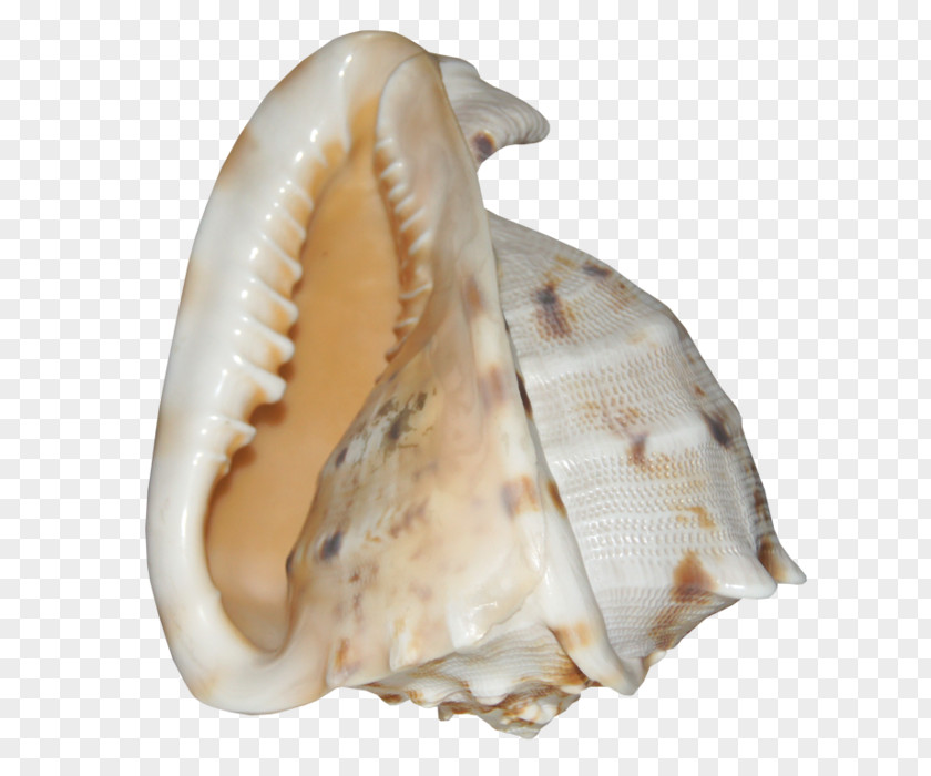Conch Cockle Shankha Conchology Seashell PNG