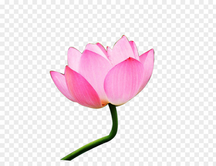 Lotus 8 Pygmy Water-lily Nelumbo Nucifera Flower Bouquet Download PNG