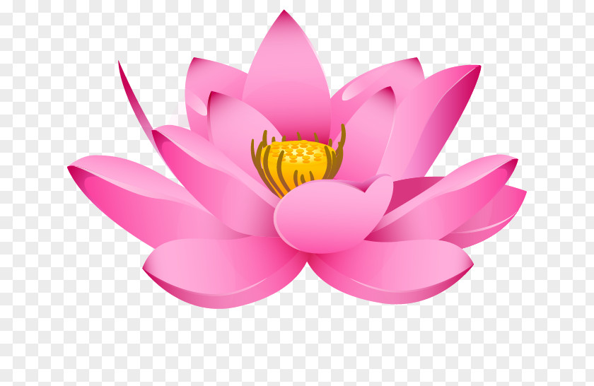 Lotus Topic Nelumbo Nucifera Drawing Padma PNG