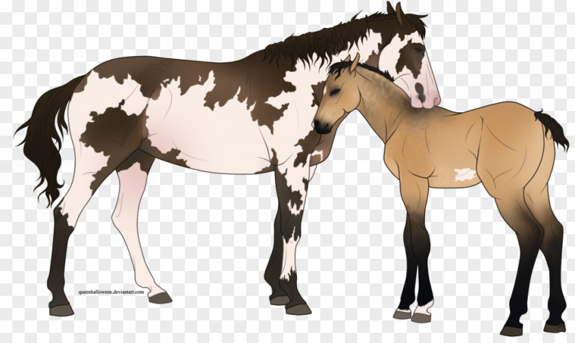 Mustang Foal Stallion Colt Mare PNG