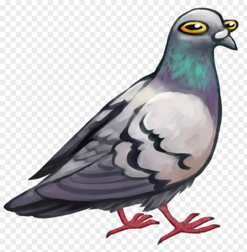 Pigeon Columbidae Bird Domestic Stock Dove Digital Art PNG