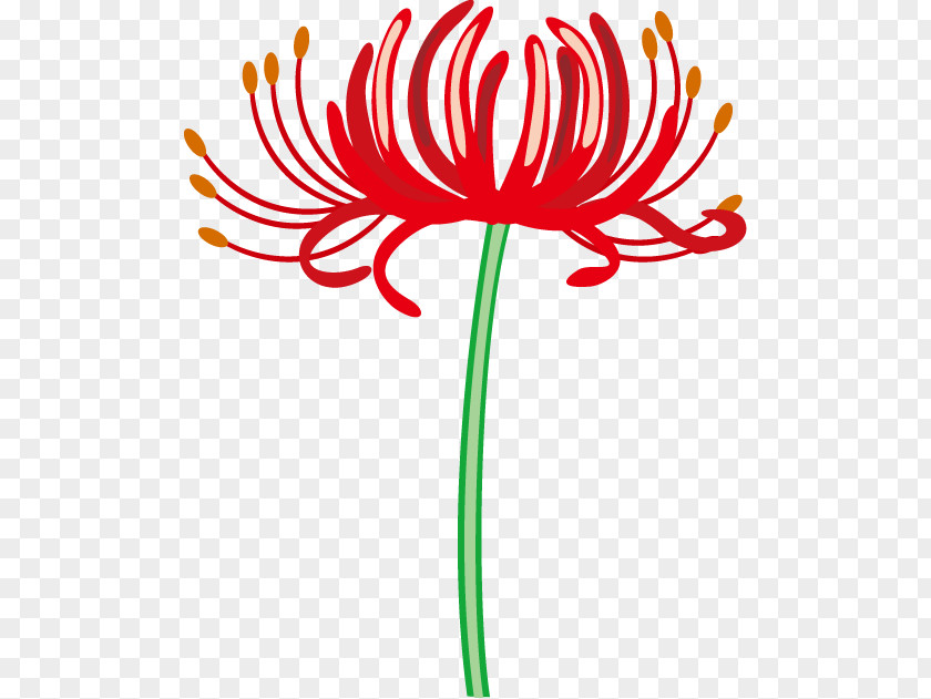 Red Spider Lily Floral Design Flower Clip Art PNG