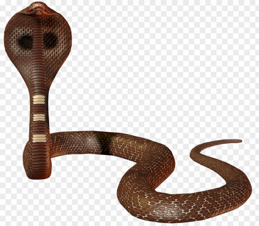 Snake Scaled Reptiles Indian Cobra Elapidae PNG