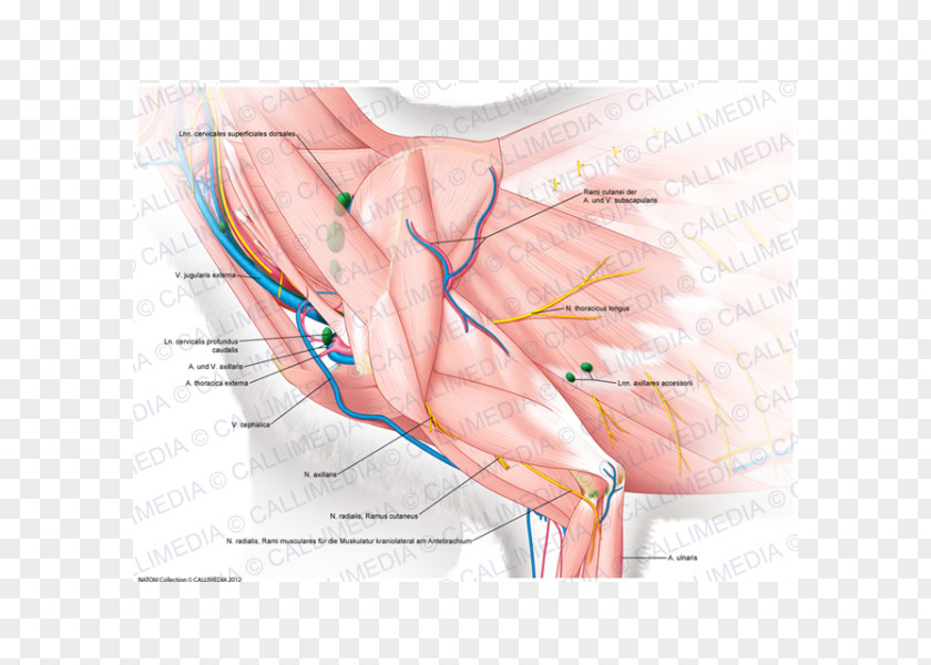 Arm Thumb Muscle Shoulder Nerve Blood Vessel PNG