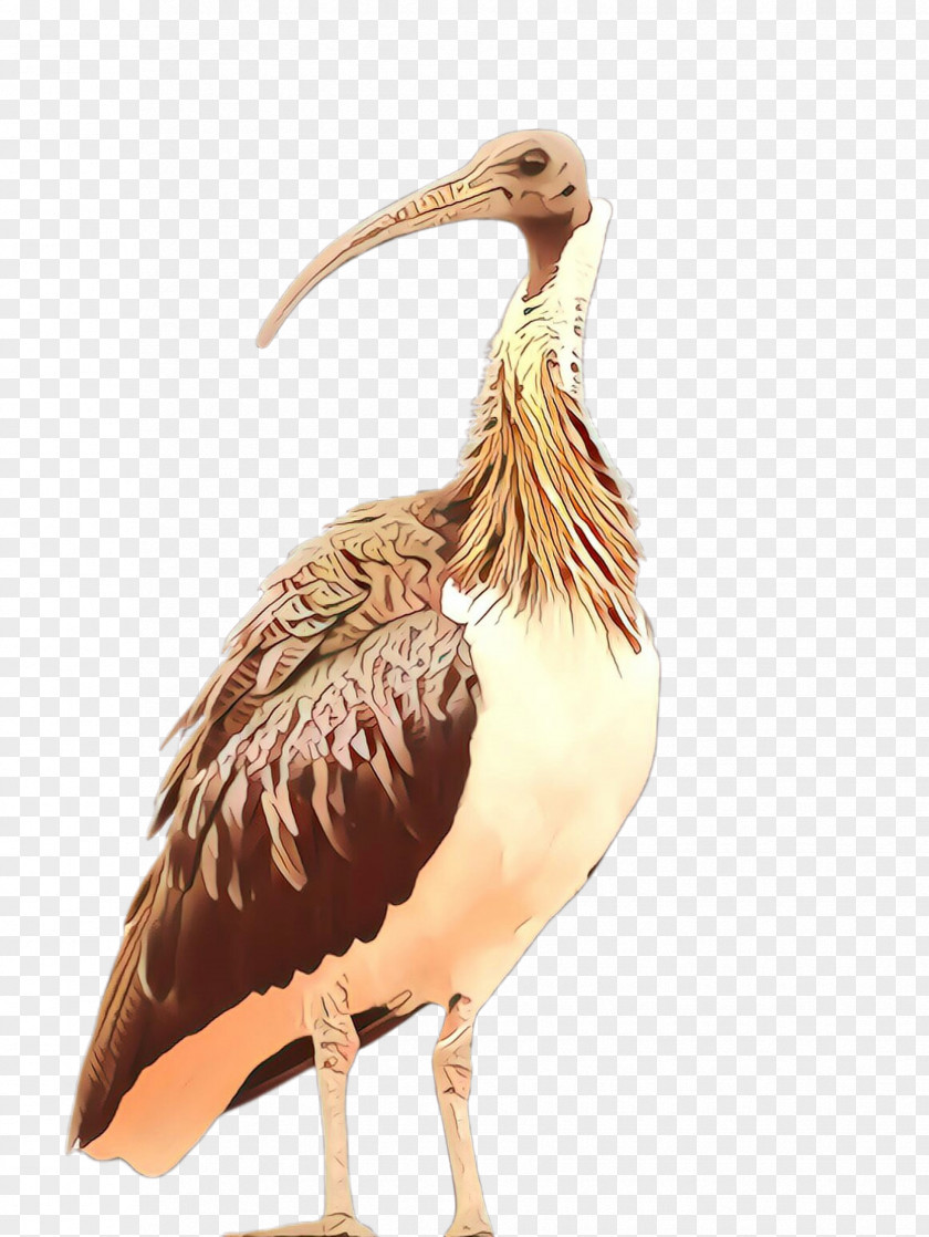 Bird Beak Ibis Pelecaniformes Pelican PNG