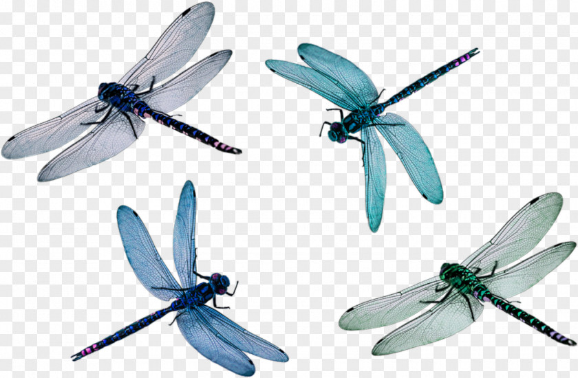 Dragonfly Wings Clip Art Image PNG