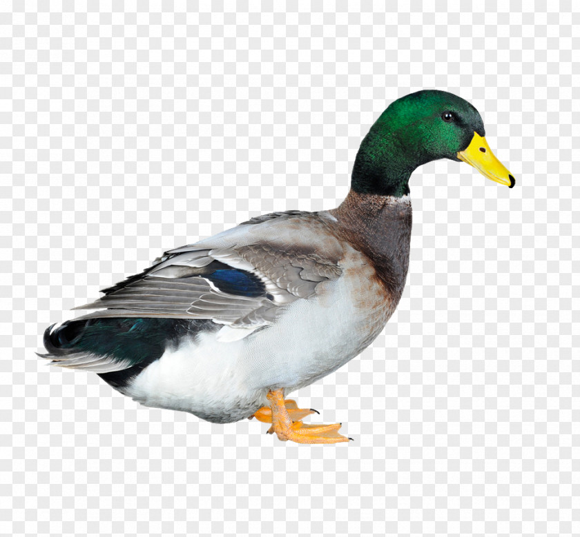 Duck Poultry Chicken Animal Husbandry PNG