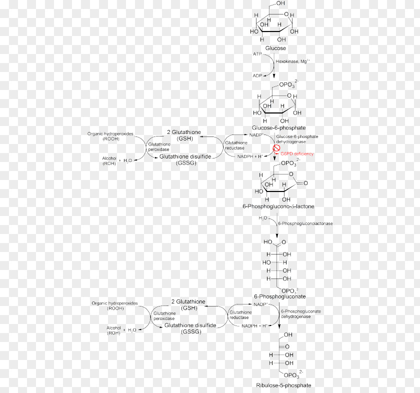 Glucose 6-phosphate Glucose-6-phosphate Dehydrogenase Deficiency Pentose Phosphate Pathway Fructose PNG