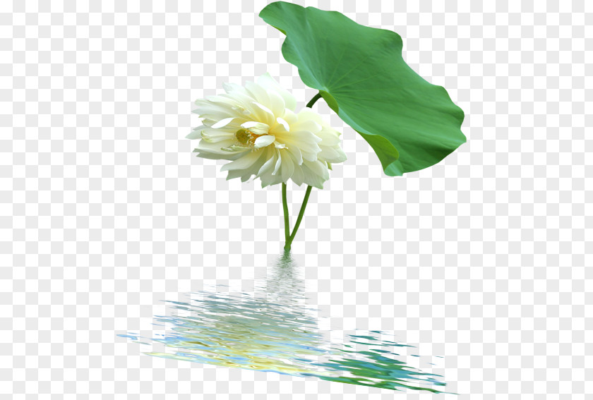 Lotus Leaf,Lotus Nelumbo Nucifera Aquatic Plant Floral Design PNG