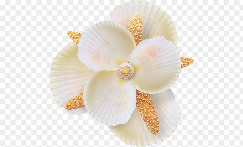 Shell Icon PNG