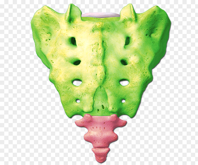 Skeleton Sacrum Human Anatomy Vertebral Column Axial PNG