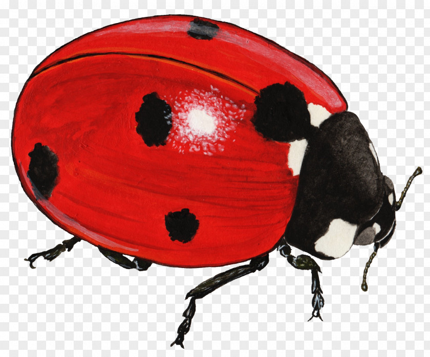 Beetle Coccinella Septempunctata Elytron Pest Clip Art PNG