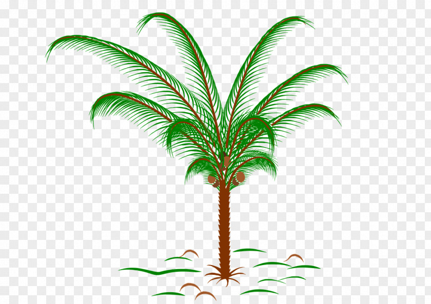 Palmiye Paper Arecaceae Tropics Palm Branch Palm-leaf Manuscript PNG