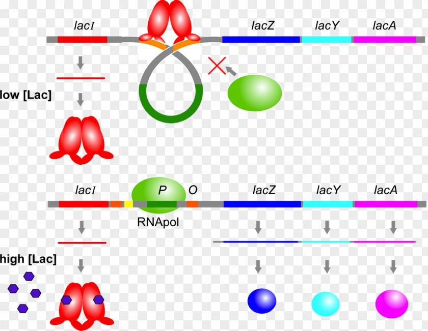 Transcription Factor Lac Operon Repressor Operator PNG