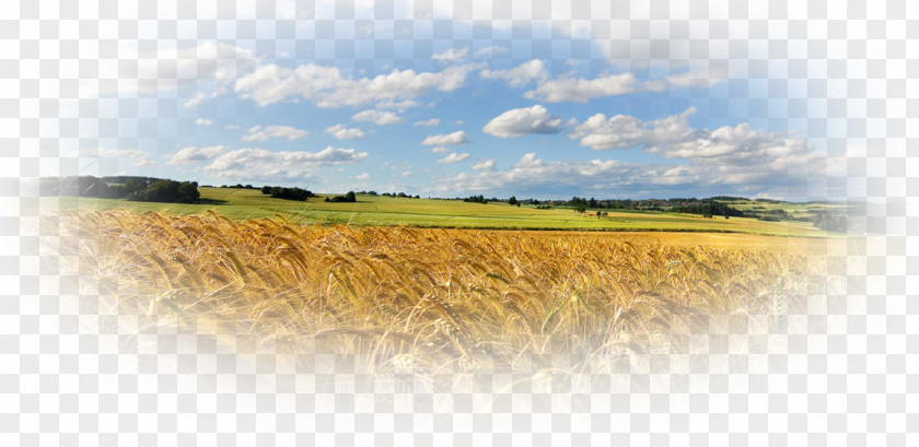 Wheat Desktop Wallpaper Rural Area Field Corn Agriculture PNG