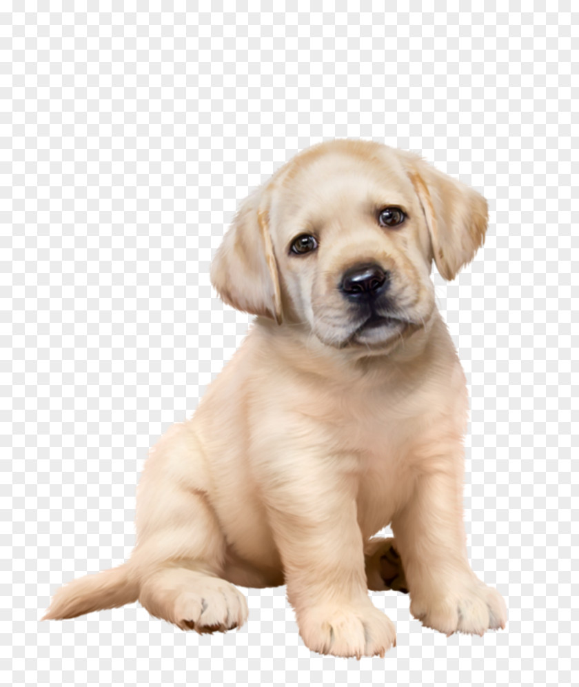 Golden Retriever Labrador Puppy Dog Breed Companion PNG