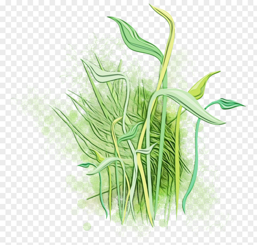 Grass Plant Family Leaf Stem PNG
