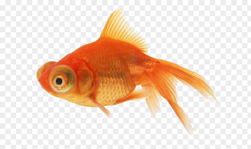 Orange Goldfish Angelfish PNG