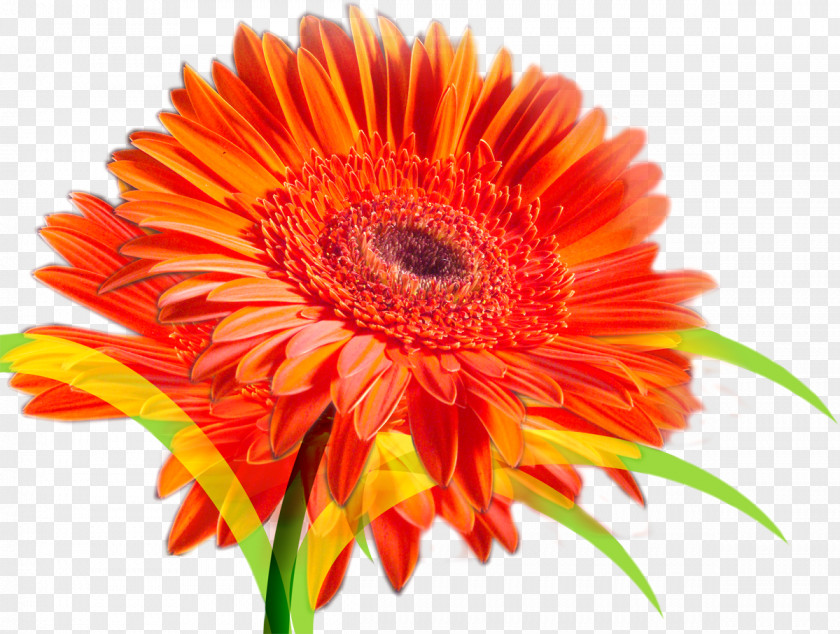 Gerbera Flower Bouquet Transvaal Daisy Clip Art PNG
