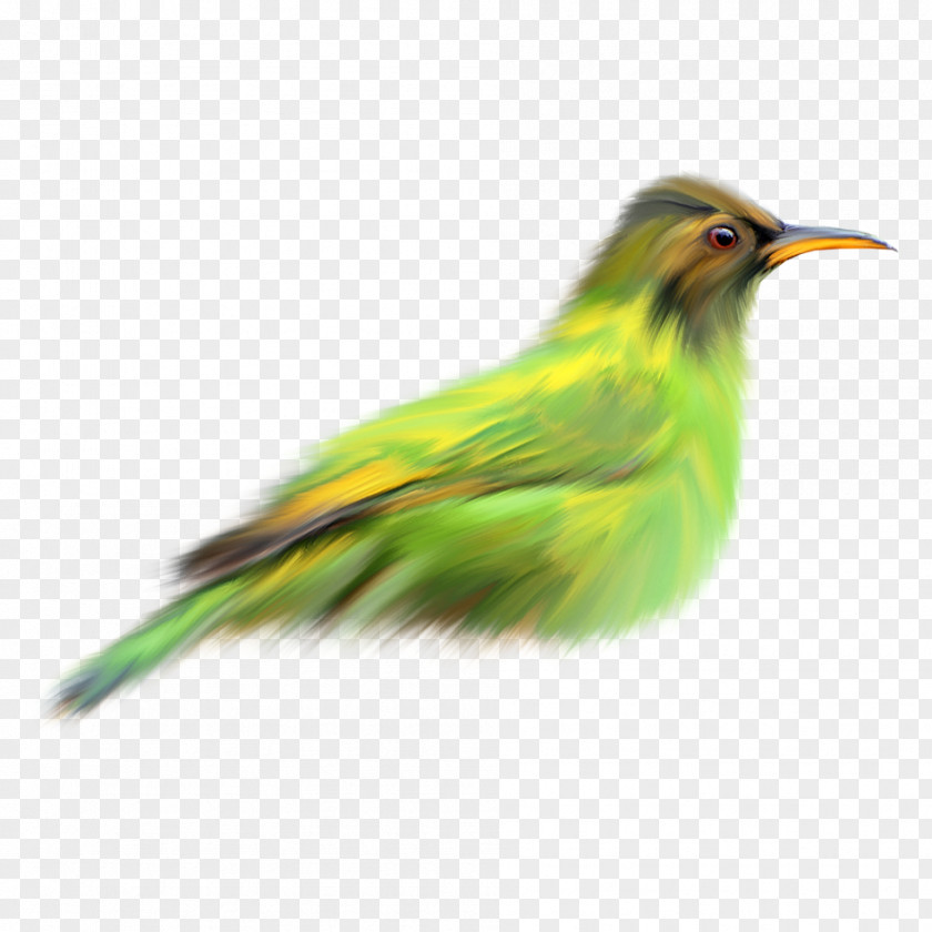 Green Birds Bird Finch PNG