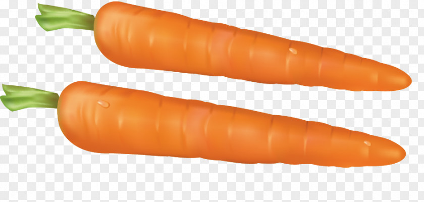 Hand-painted Carrot Baby Vecteur Lxe9gume Vert Drawing PNG