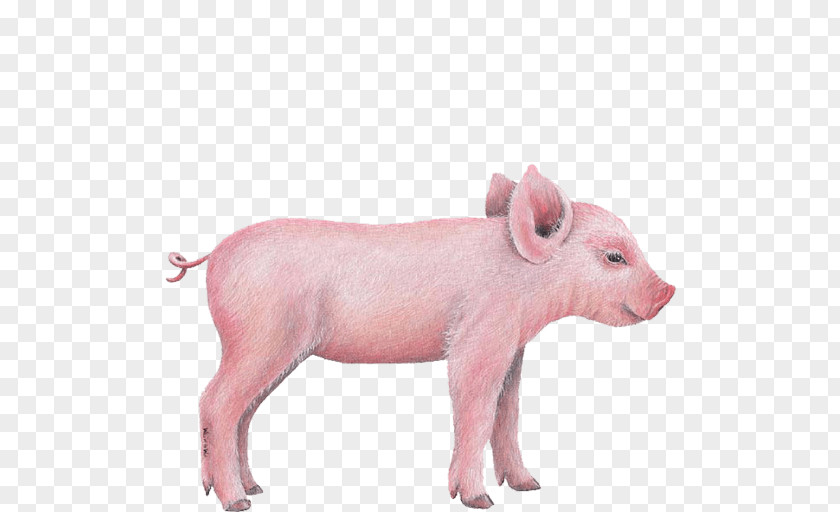 Miniature Pig Wall Decal Sticker Clip Art PNG