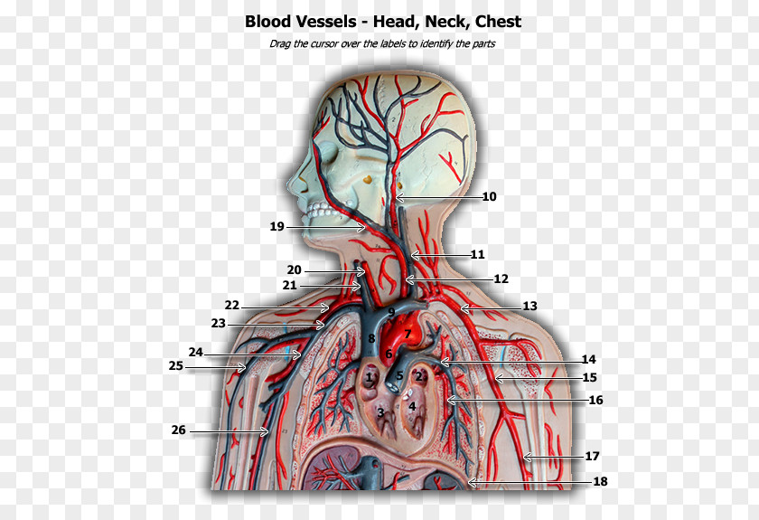Blood Vessel Human Body Anatomy Circulatory System PNG