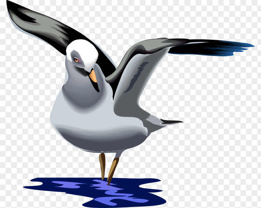 Gaivota Azul Gulls Great Black-backed Gull European Herring Clip Art Vector Graphics PNG
