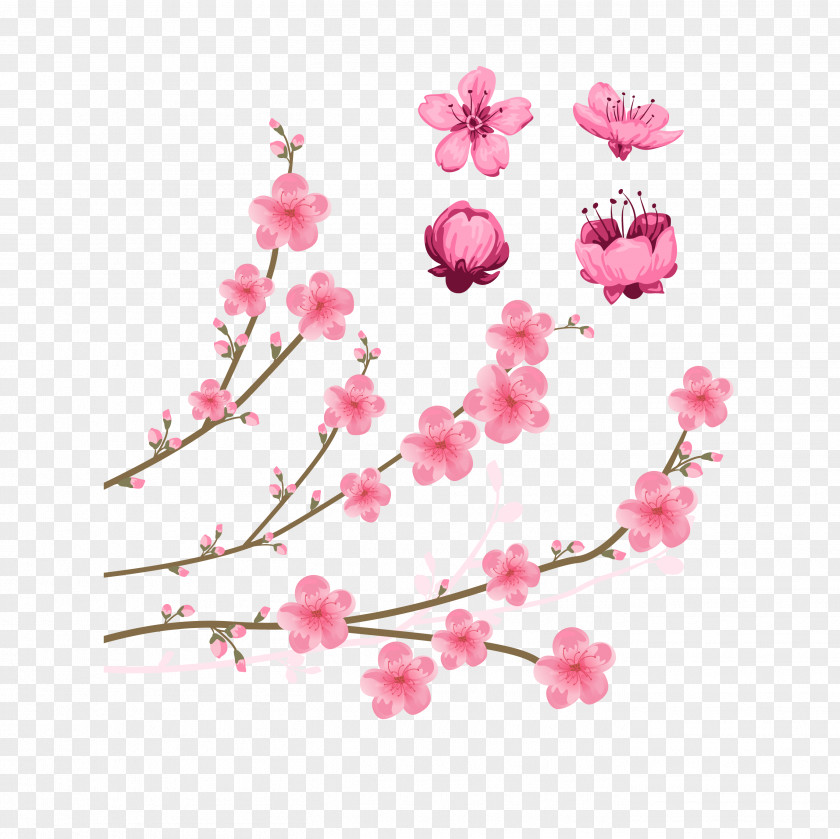 Pick Flowers Peach To Download Cherry Blossom Drawing Illustration PNG