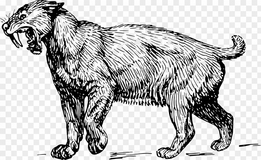 Tiger Felidae Saber-toothed Cat Wildcat Clip Art PNG