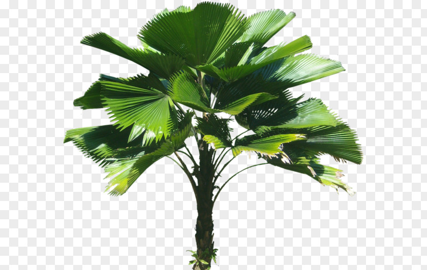 Tree Licuala Grandis Arecaceae Plant PNG