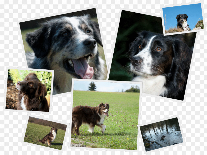 Australian Shepherd Dog Breed German Farm PNG