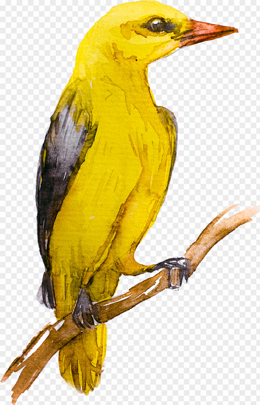 Bird Eurasian Golden Oriole Yellow Cafe Old World PNG
