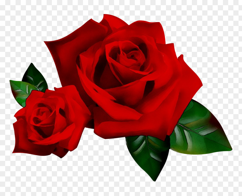 Clip Art Rose Image Free Content PNG